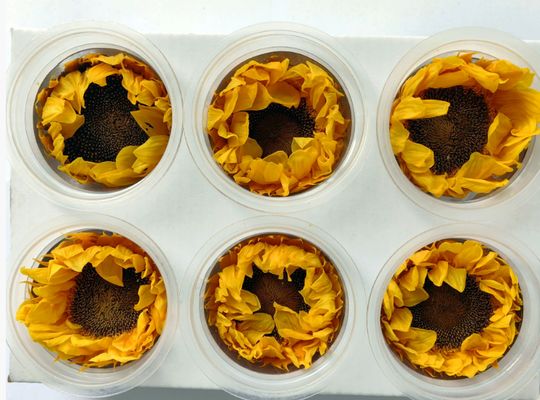 Купить Сохраненный цветок Подсолнух романтический подарок на День святого Валентина ручной работы материал для букета Производство в сети